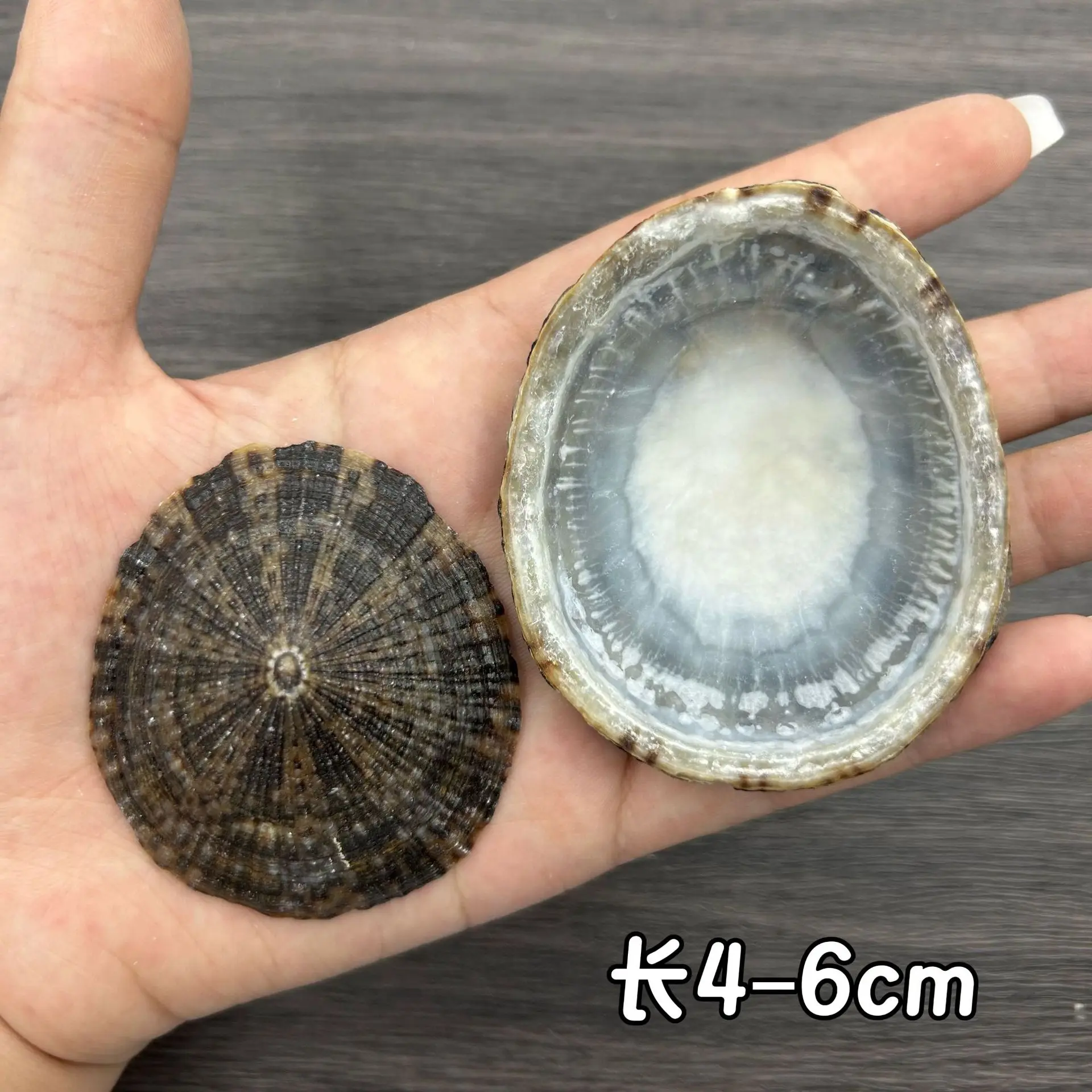 White Clam Shells (e.g., Pecten spp.) - Single Scallop Shell Artworks for Window Display, Hand-painted Decor