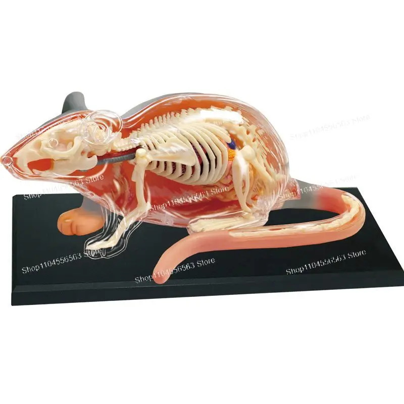 4DMaster Mouse Bone Structure Anatomical Model Detachable Toy