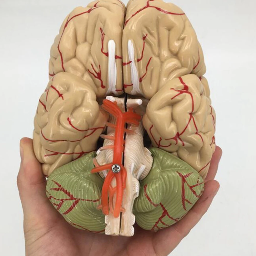 the Human Body Brain Model Disassembled Anatomical Human Brain Model Anatomy Teaching Tool