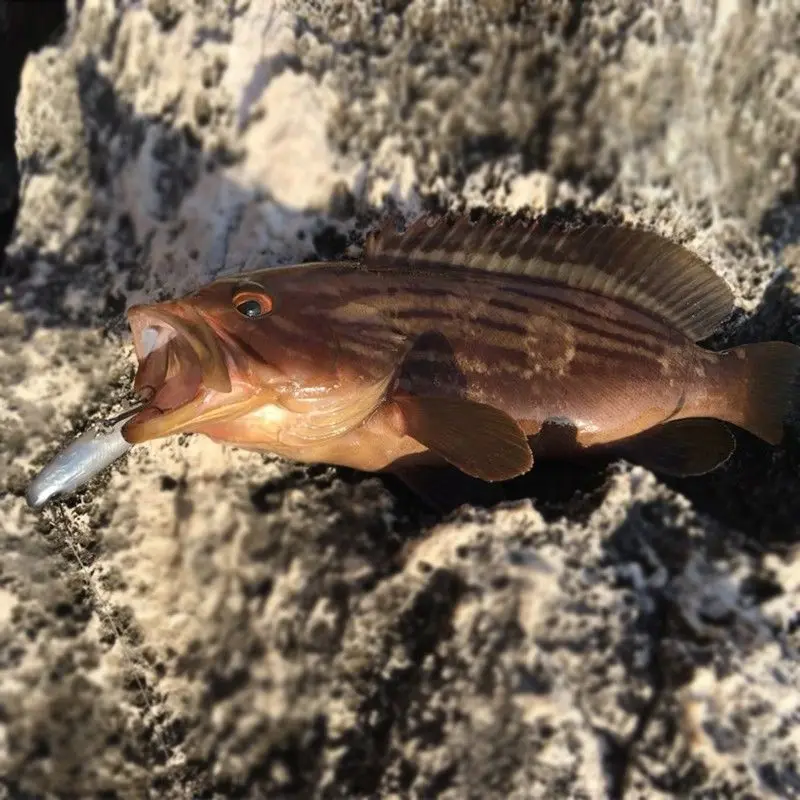 8.5Cm/13G Weg Subsimulatie Kleine Witte Streep Zacht Aas Zwarte Rug Ondergedompelde Loodvis Backfin Drie Haak