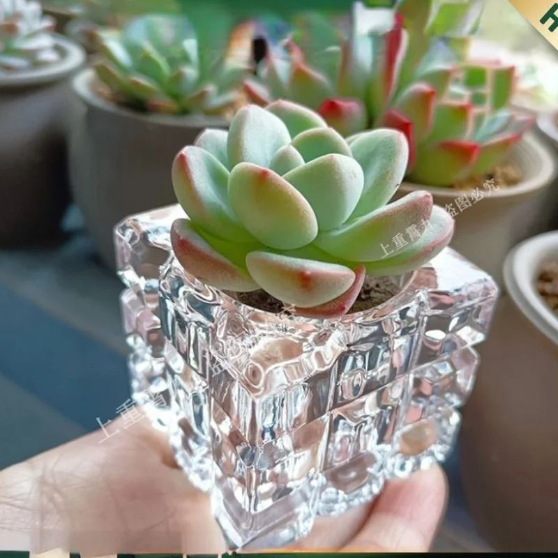 Soilless Glass Flowerpot Transparent Glass Bottle Planting Flower Apparatus Ice Candlestick Ornaments Mini Thumb Basin