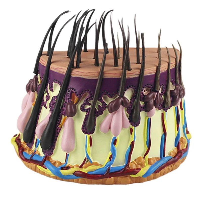 

(NEW) NEW Human Skin Anatomy Model Hair Growth Process Follicle Skin Structure Anatomical Teaching Display