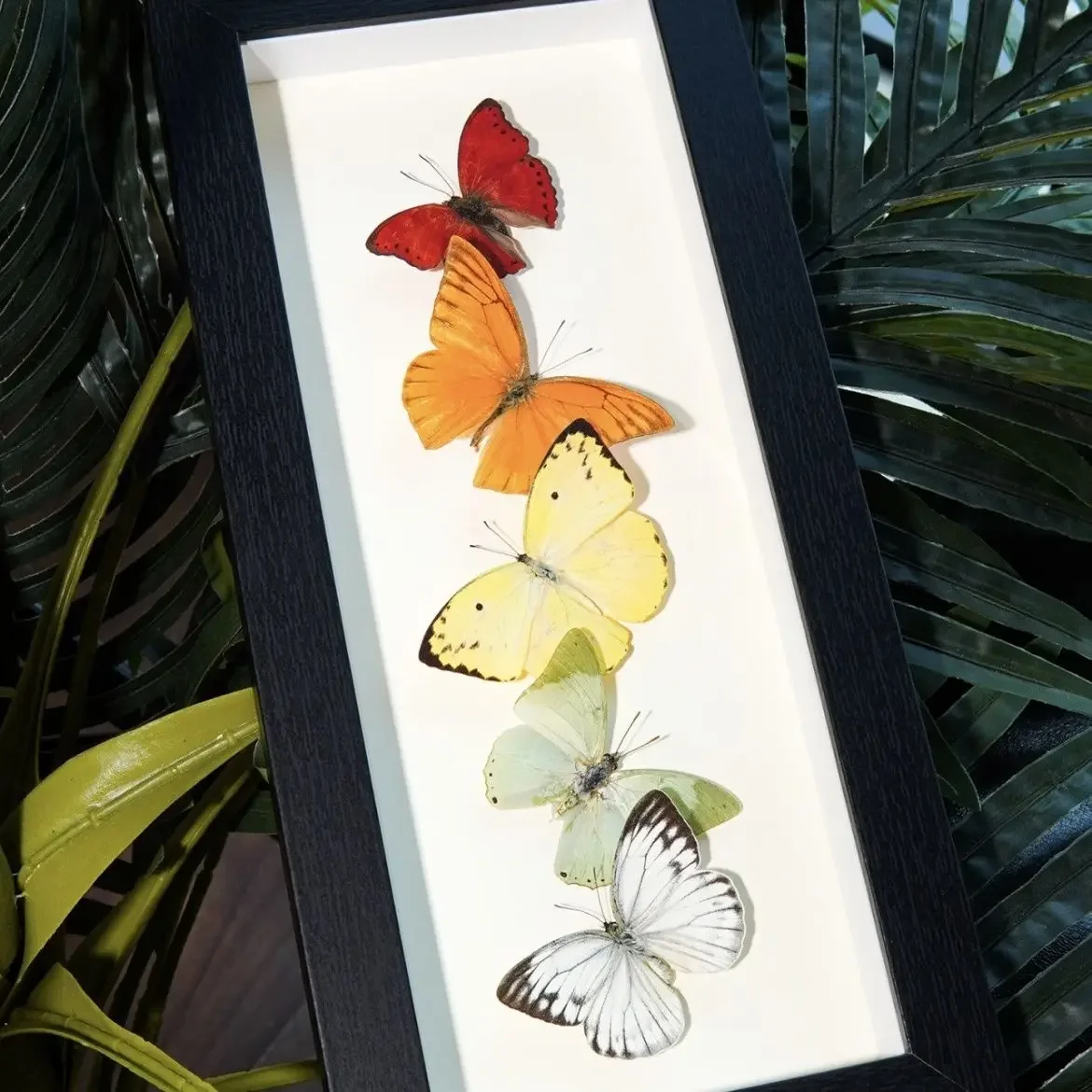 Five-color butterfly real butterfly specimen photo frame decorative painting three-dimensional ornament