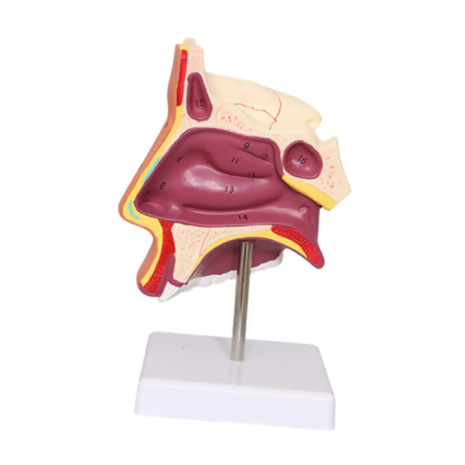 Teaching Props Human Nasal Cavity Demonstration Model Teaching for Teens