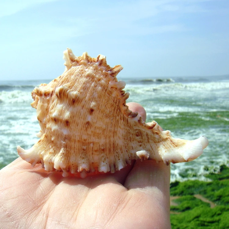 Kirin-Conch chrysanthemum Aquarium Landscape, Natural and Shell for Fish Tank, Decorative Aquarium Landsca