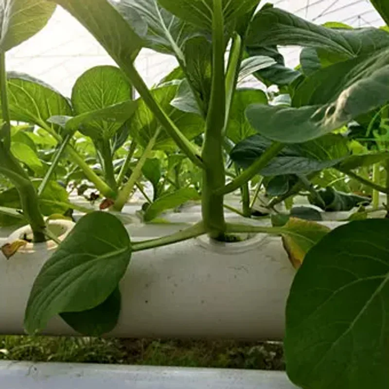 Soilless Growing System Kit, PVC Pipe Hydroponic Garden, Vegetable and Herb Growing Equipment, Automatic Water Circulation