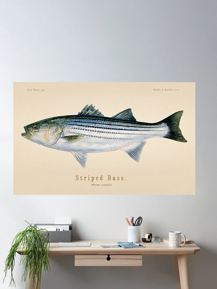 Striped Bass, Art Print Silk Poster Home Wall Decor