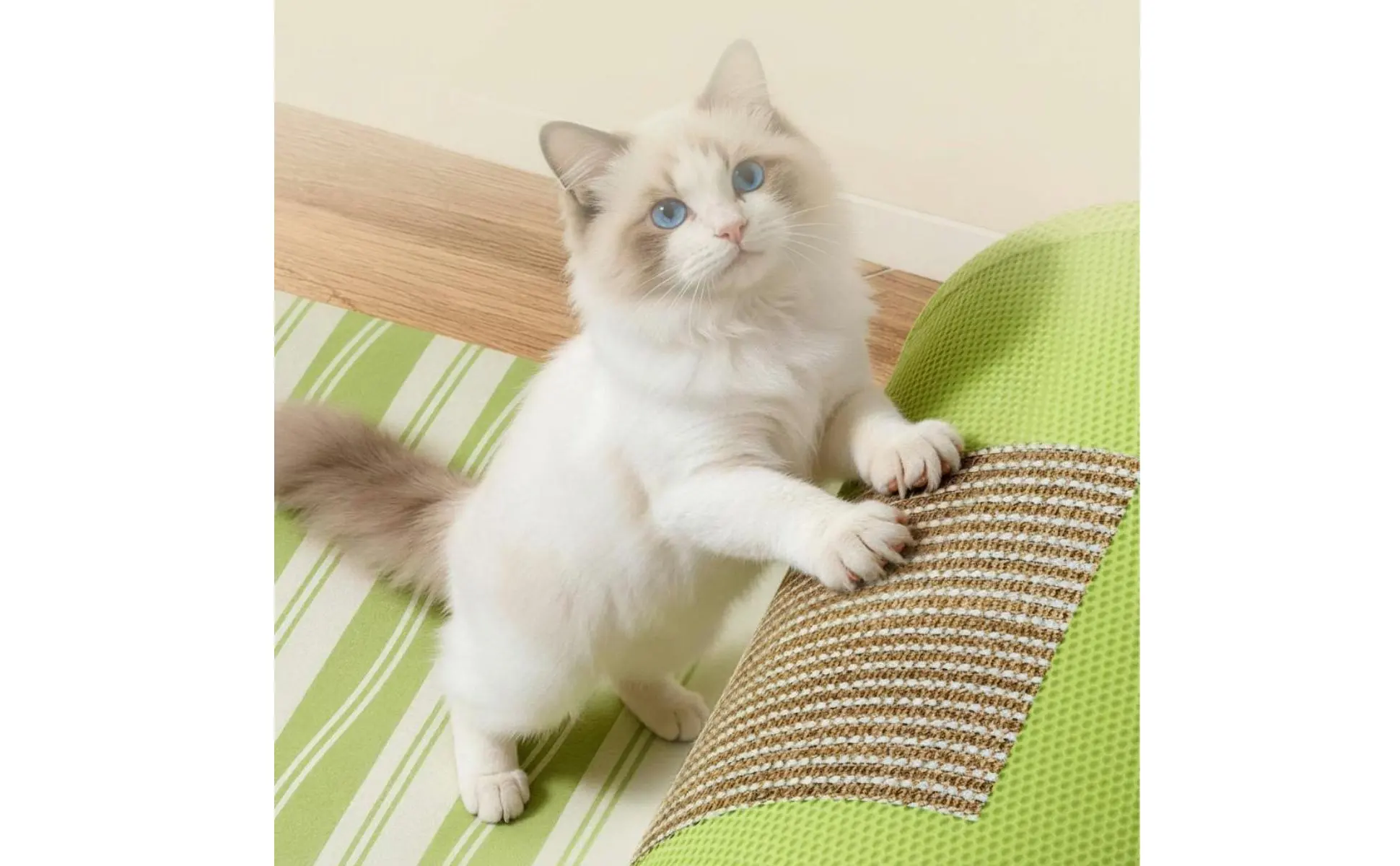 Feline Scratcher Tunnel Dangling Toy Included Feline Tunnel Bed Pet Supplies for Indoor
