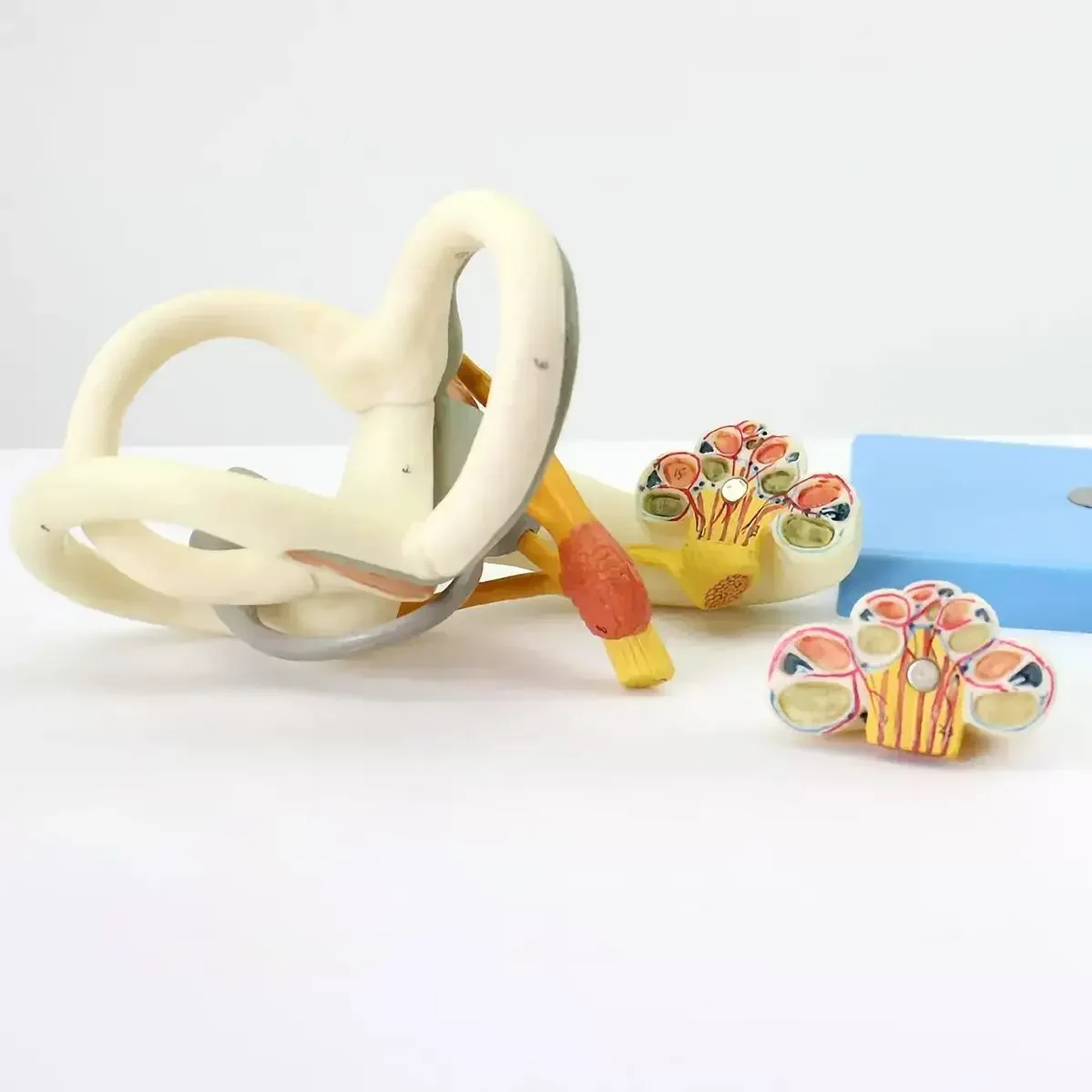 2 Parts Human Inner Ear Labyrinth Magnification Model Medical Teaching Models