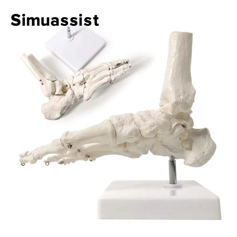Life Size Foot Joints and bones Foot Anatomy Skeleton Human Foot and Ankle Model with shank bone Anatomical Models Learning Tool