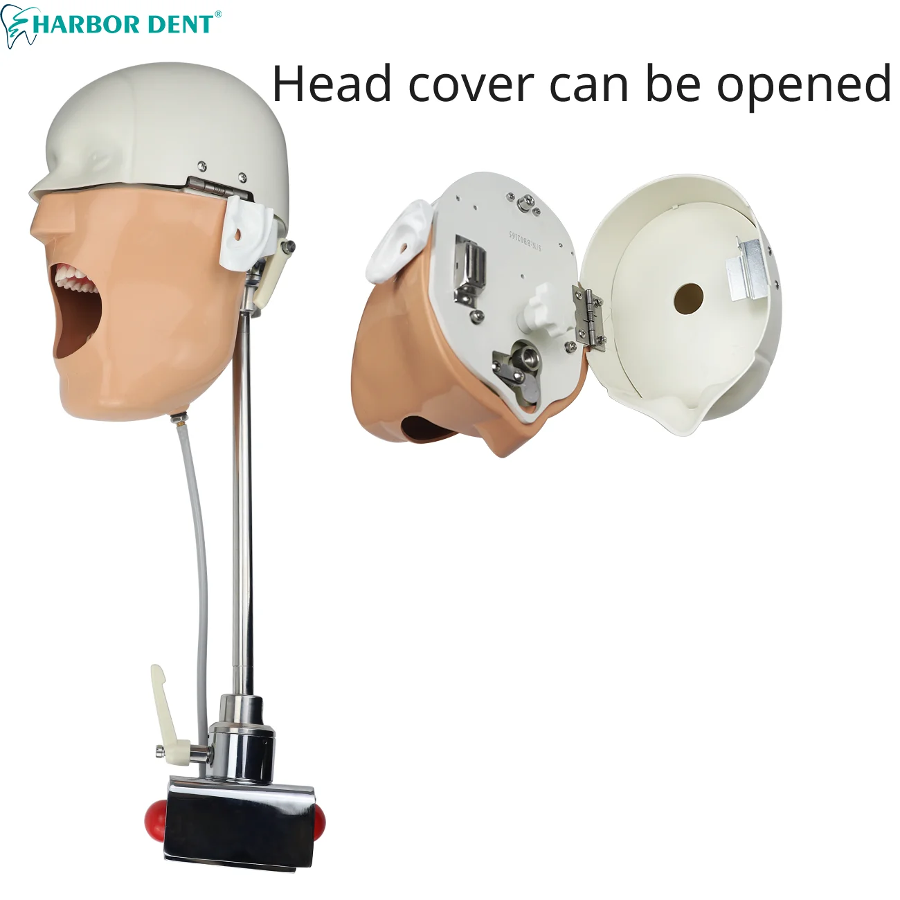 Head Model Phantom Manikins Dental Training Simulation Teeth model For Dentist Teaching Practice Equipment Clamp For Table