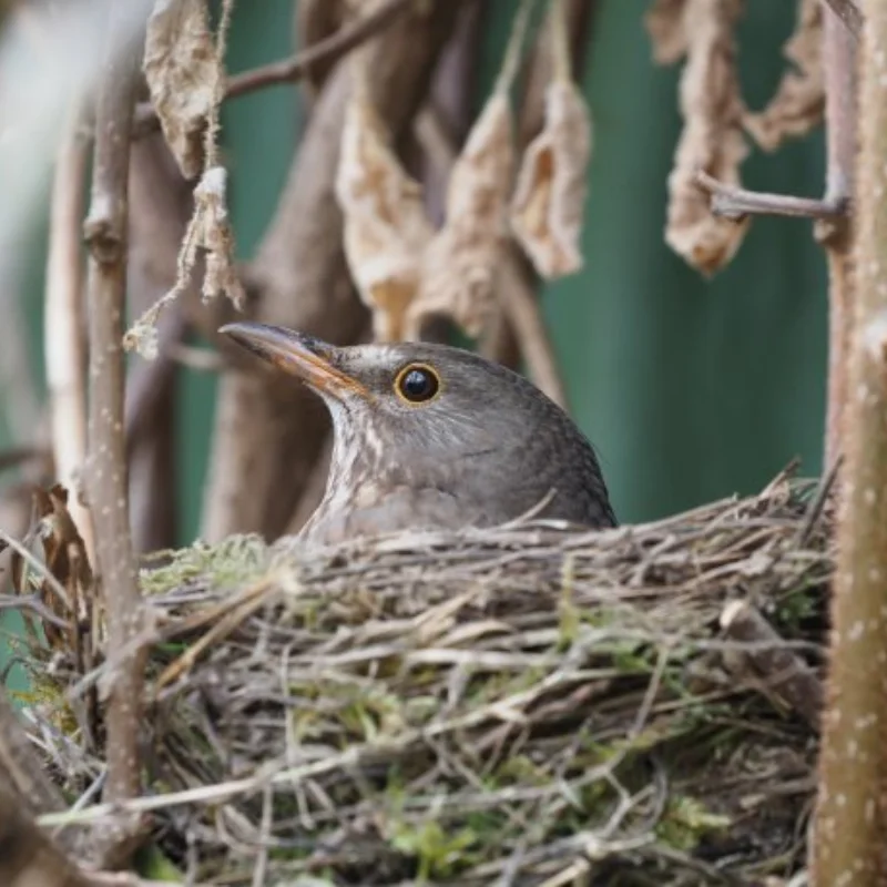 

4 шт., 115 мм, 1/8 радиоуправляемые колеса для внедорожных багги, шина 17 мм, шестигранная шина для ARRMA Typhon Trxs Kyosho HPI HSP VRX RC Car