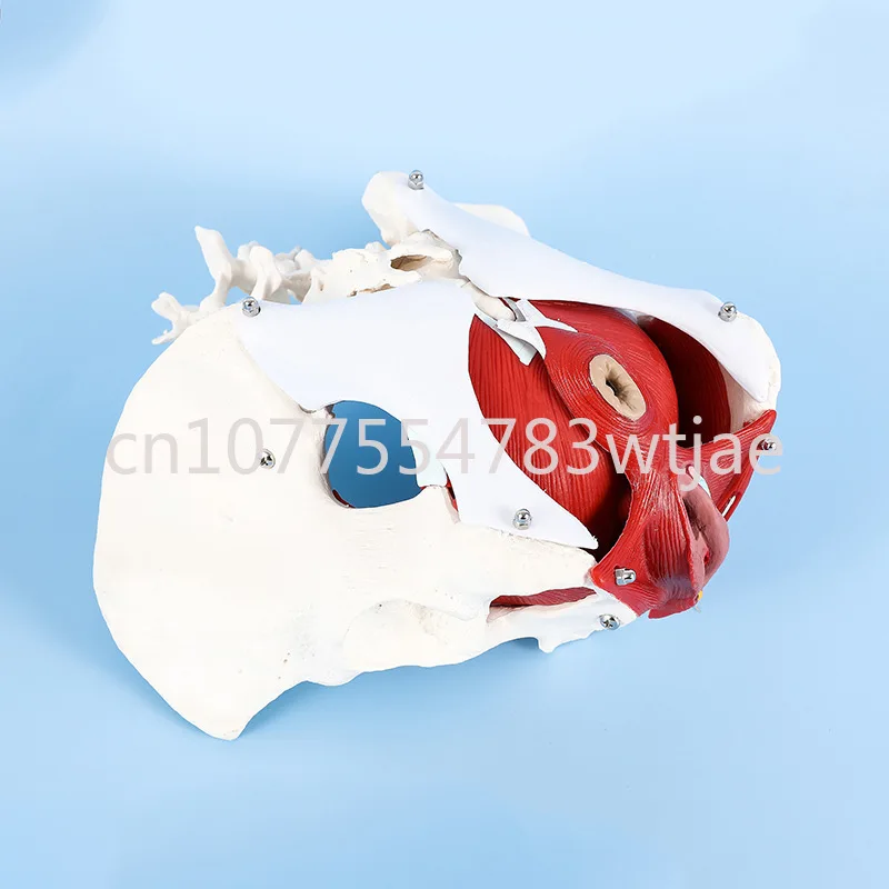 Female Pelvic Belt Pelvic Floor Muscle Model Female Pelvic Structure Uterine Bladder Second Segment Lumbar Spine