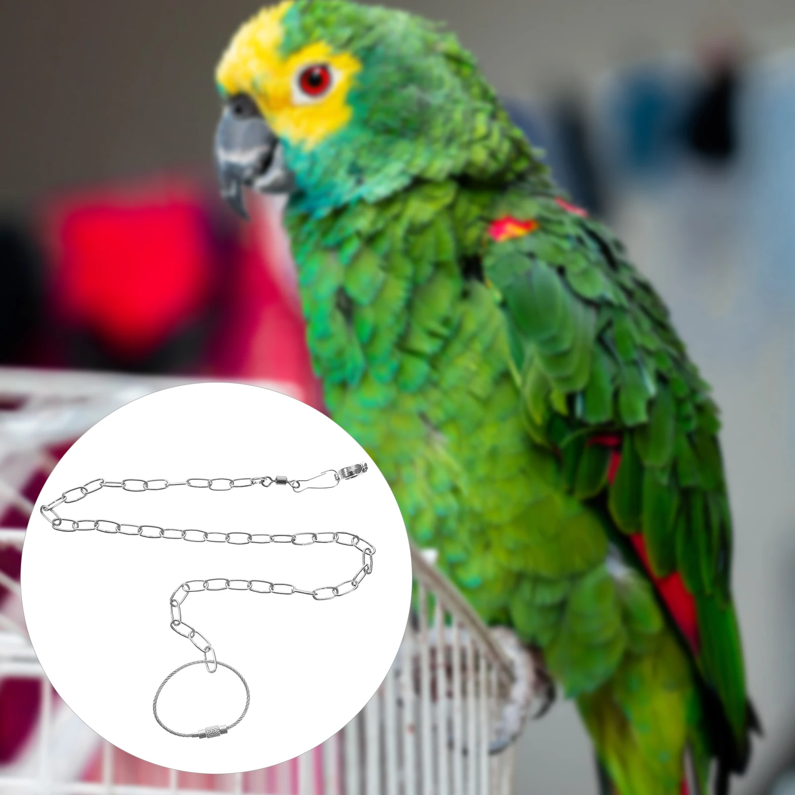الفولاذ المقاوم للصدأ الطيور سلسلة القدم الببغاء ملحق الطيور كوكاتيل المقود حبل خلخال #3