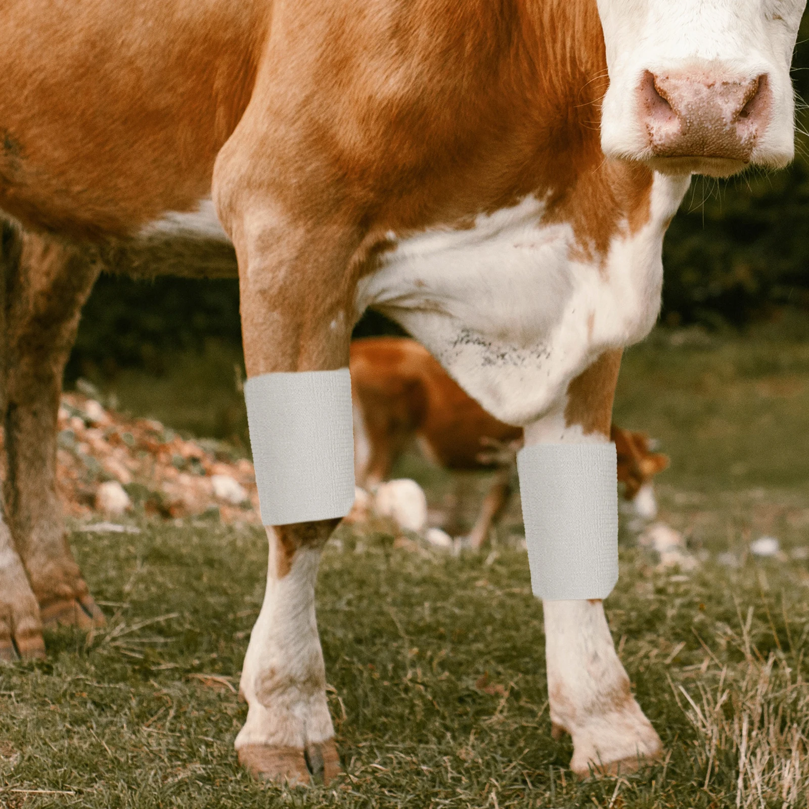 

Elastic Bandage Self Adhesive Pet Bandages Rolls Self Adhesive Dog Leg Wrap White Cloth Vet Cow Supply 10cm Sports Protection