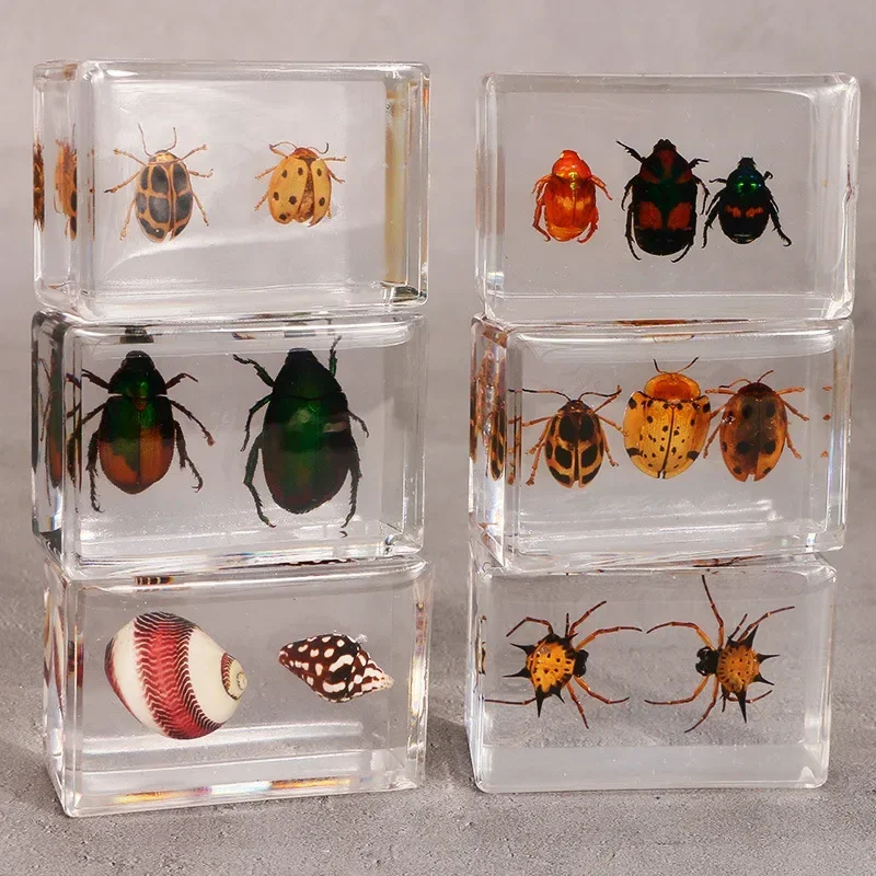 Resin Specimen Bugs Collection Paperweights Arachnid Insect Spec  decoration  home accessories in random