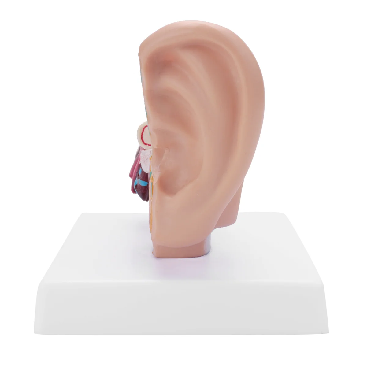 1.5 Times Human Ear Anatomy Model Showing Organs Structure Of the Central and External Ears Teaching Supplies