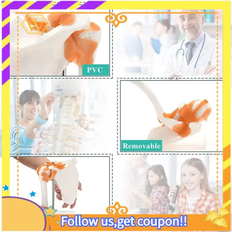 Latest- Shoulder Anatomy Model With Functional Ligaments, Shoulder Joint Model For  Teaching Display Model