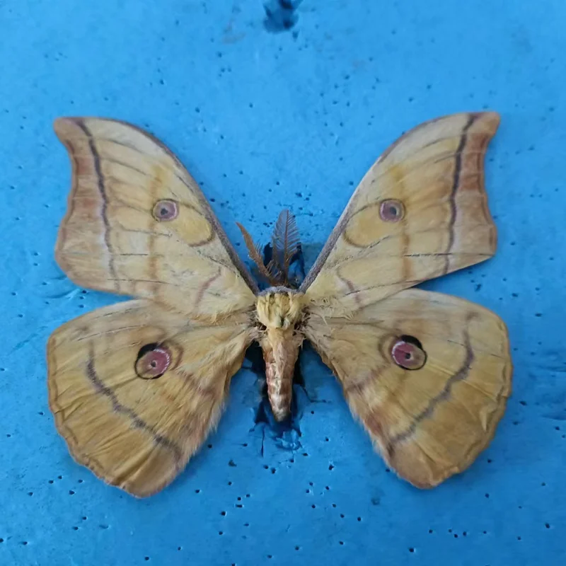 Real moth specimen teaching and research hobby Collection of home decoration crafts statues for decoration