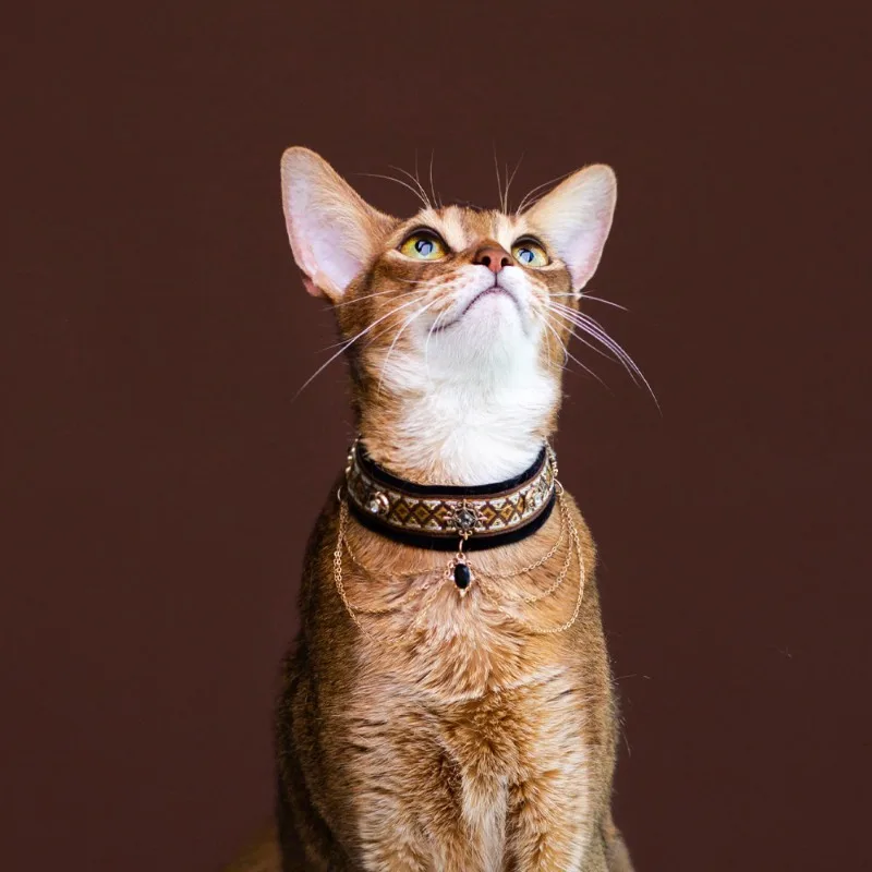 Luxury Retro Pet Collar Velvet with Rhinestone Inlay Multi-Layer Tassel Chain Pendant Elegant Noble Pet Neckwear Accessory