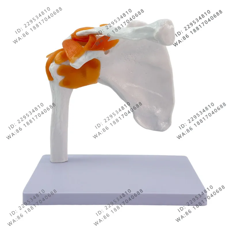 Teaching simulation human shoulder joint model, shoulder joint attached ligament model