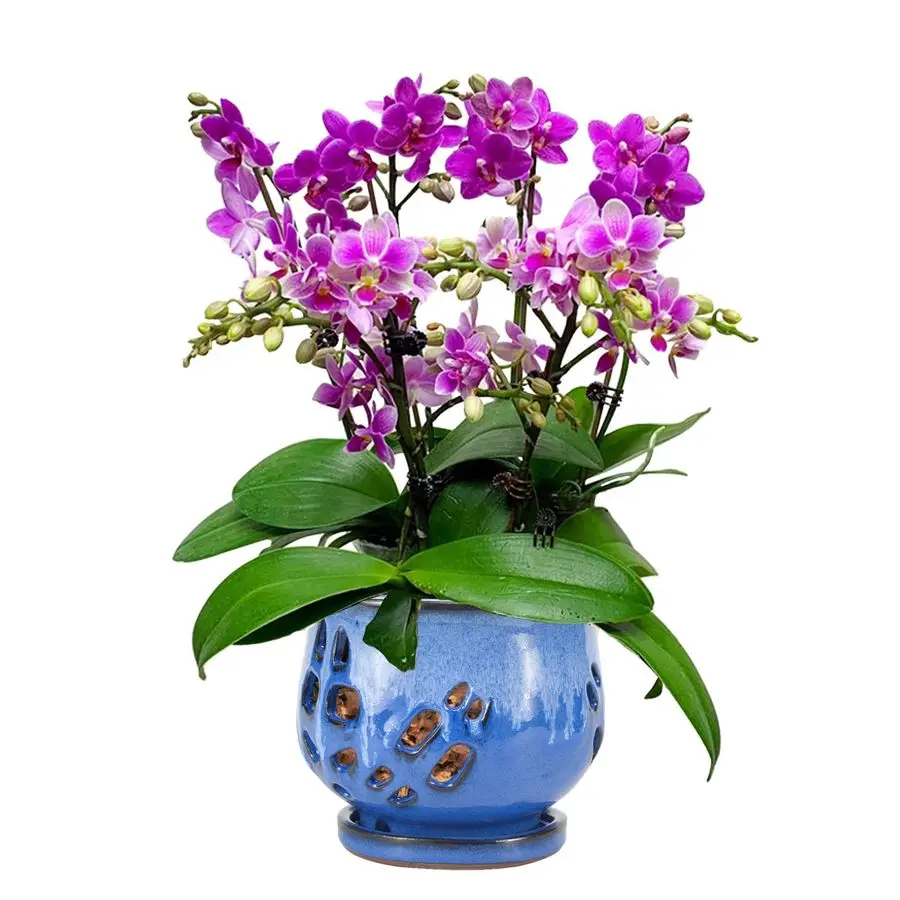 

Горшок для орхидей с отверстиями и поддоном для пересадки и лучшего роста, белый и синий, 6,5 дюймов