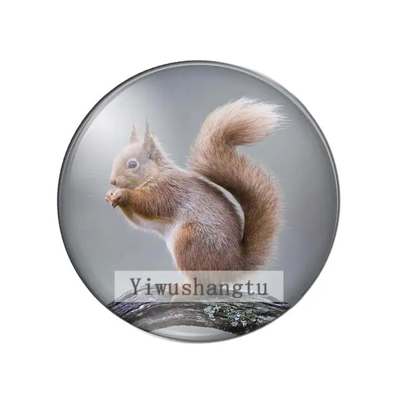 Cute animal Squirrel 10mm/12mm/18mm/20mm/25mm Round photo glass cabochon demo flat back Making findings ZB0543