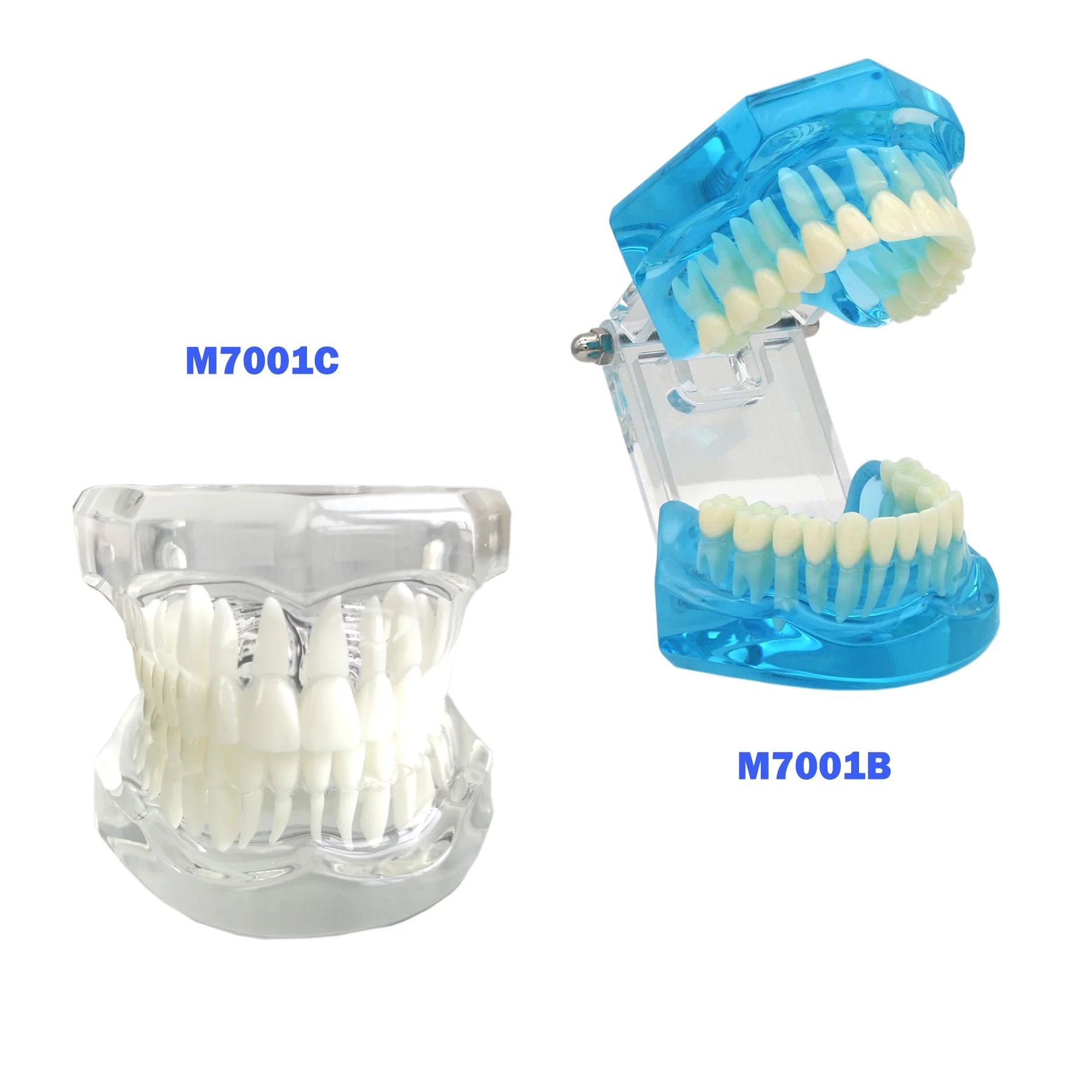 

Dental Teeth Model New Dental 1:1 Teaching Model Blue/Clear Studying Brushing Flossing Standard Typodont Demo Teach