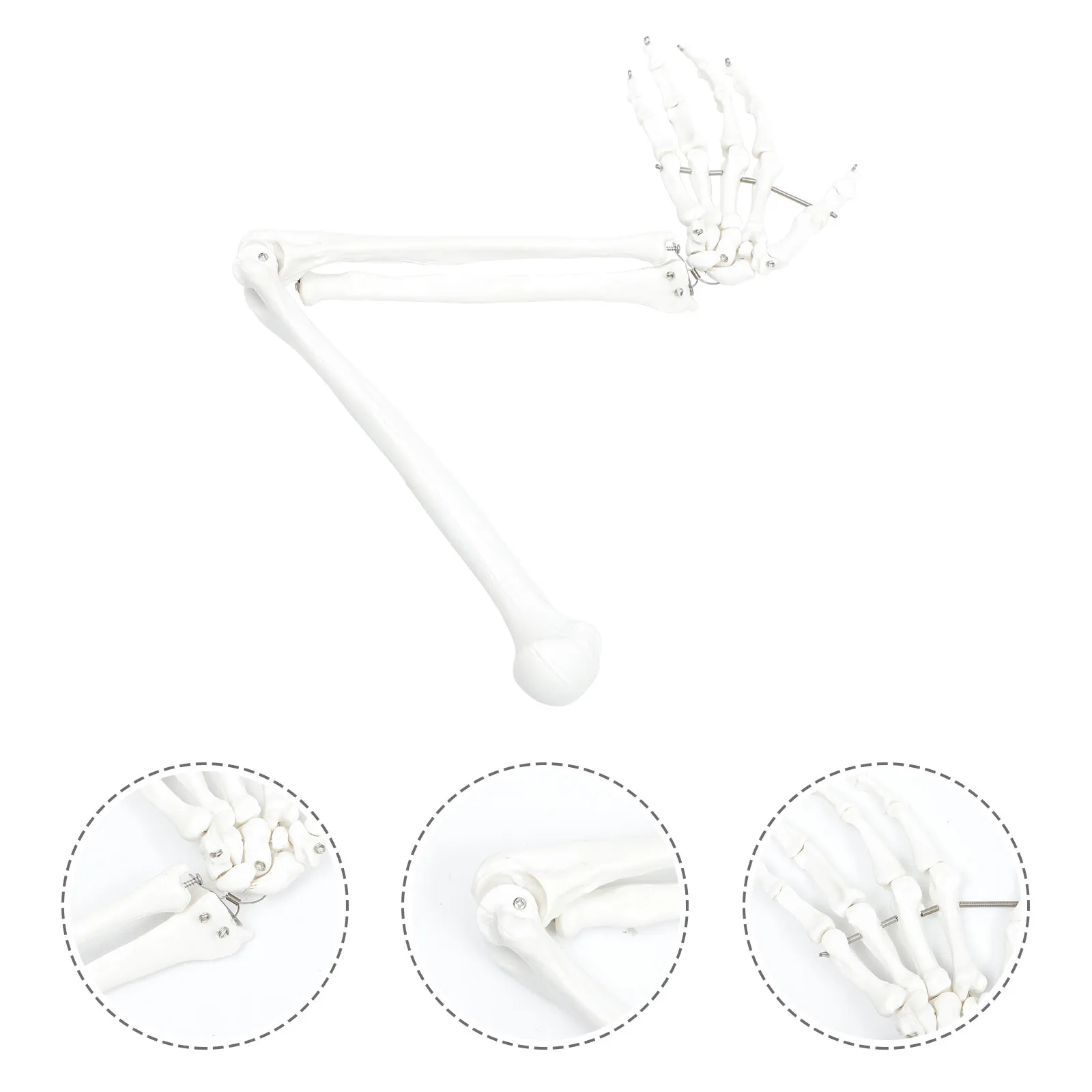 

Human Arm Scientific Anatomical Arm Joint Teaching Aid Medical Classroom Lab Educational Aid Articulated Hand Bone