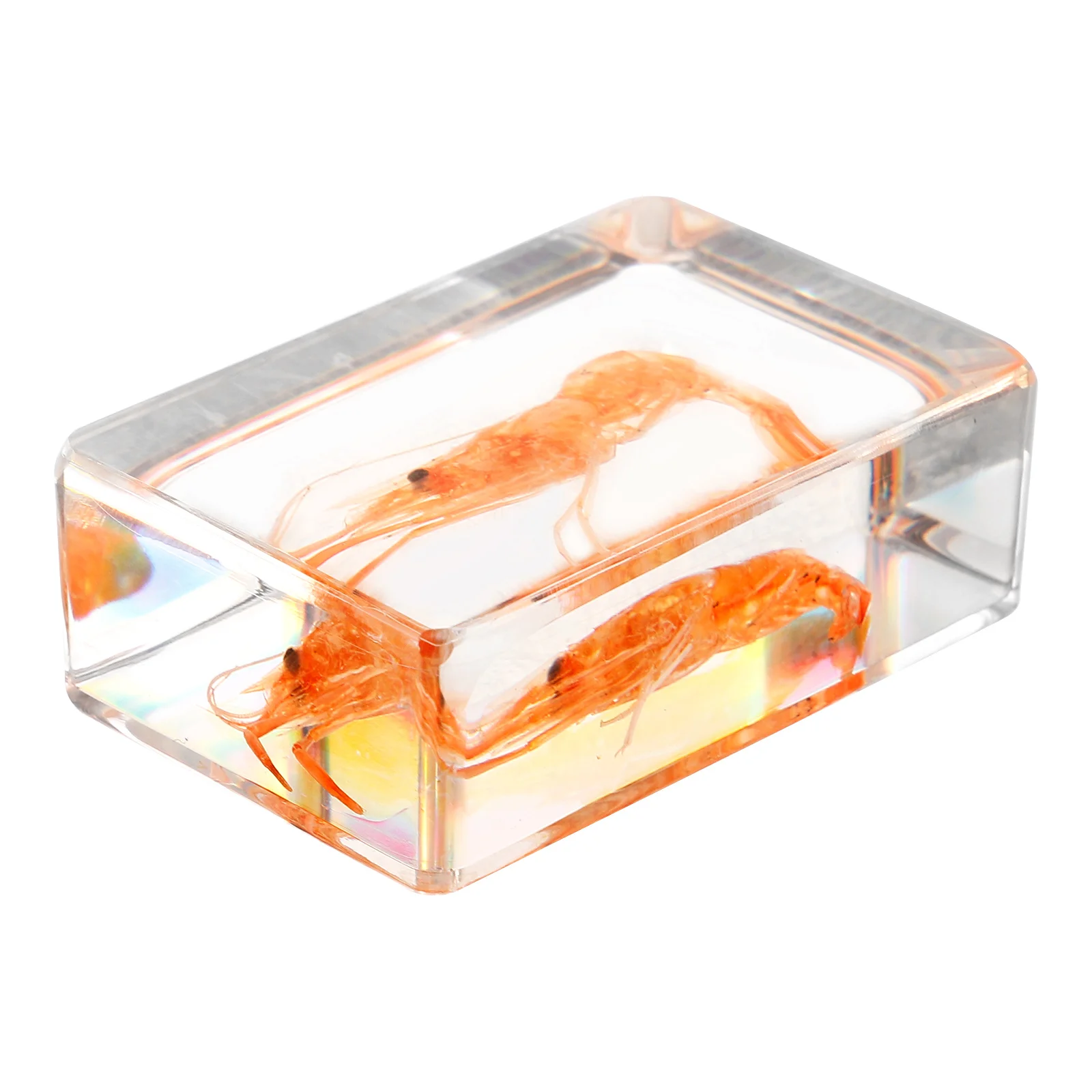 

River Shrimp Specimens Paperweight Resin Craft Educational Decoration 78pcs Stylish Creative Design Lightweight Portable