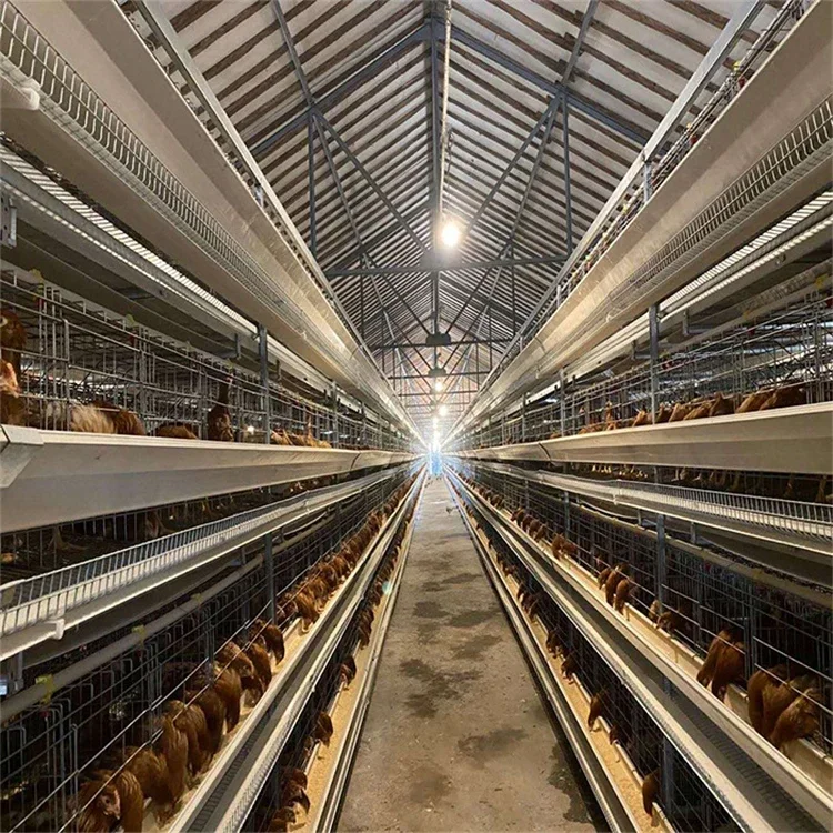 Poultry Farm Equipment Chicken Layer Cages For Sale With Free Design Layer Poultry Cages