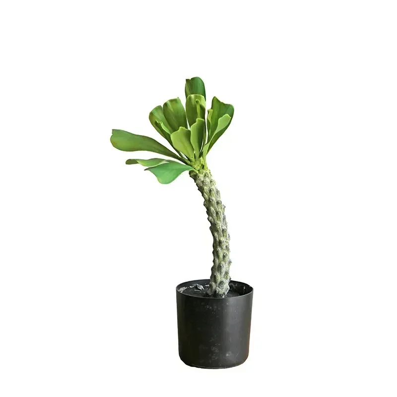 

Artificial Green Plant Bonsai Simulation Vegetation Whip Cactus Pot Tropical Desert Landscape Home Shop Office Decoration