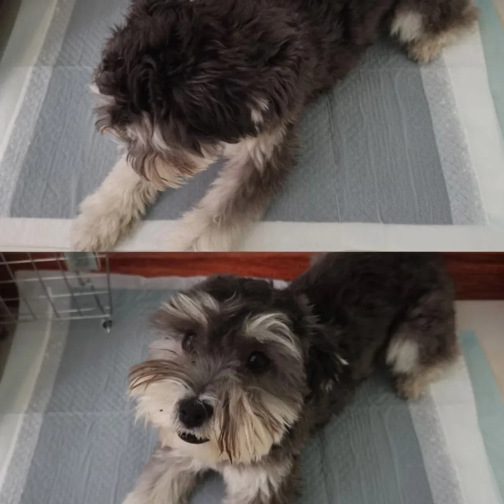 S/M/L/XL Bantalan Hewan Peliharaan Arang Bambu Sekali Pakai Alas Latihan Anjing Tebal Super Serap Abu-abu Alas Pipis Anjing