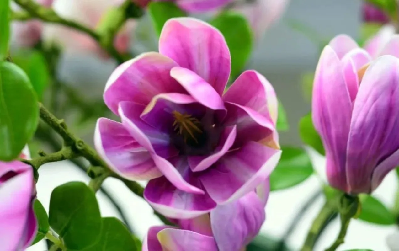 الزهور الاصطناعية الحرير ماغنوليا باقة Diy بها بنفسك صور الدعائم 68 سنتيمتر ثلاثية الأبعاد زهرة باقة حفل زفاف المنزل في الهواء الطلق حديقة الديكور #6