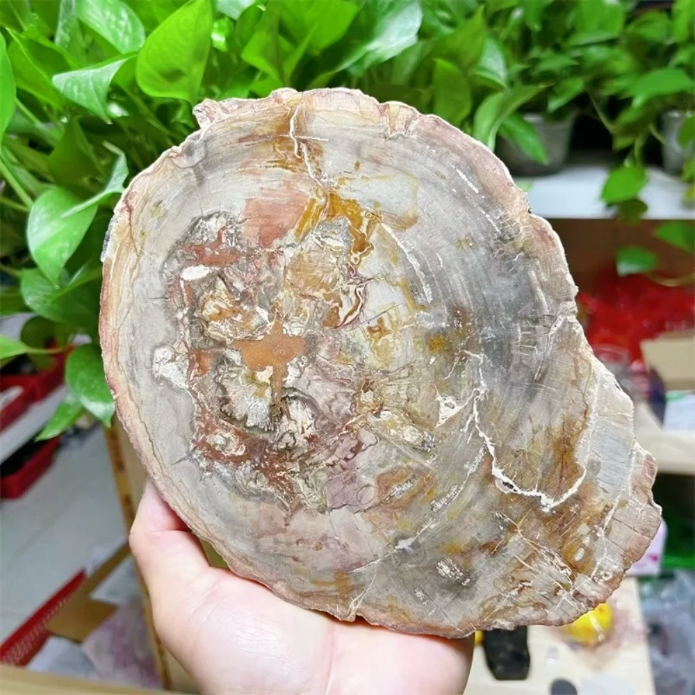 Natural Wood Piece Polished Wood Slab Rough Stone Slice Specimen Decoration Crafts for Office Desk Decoration