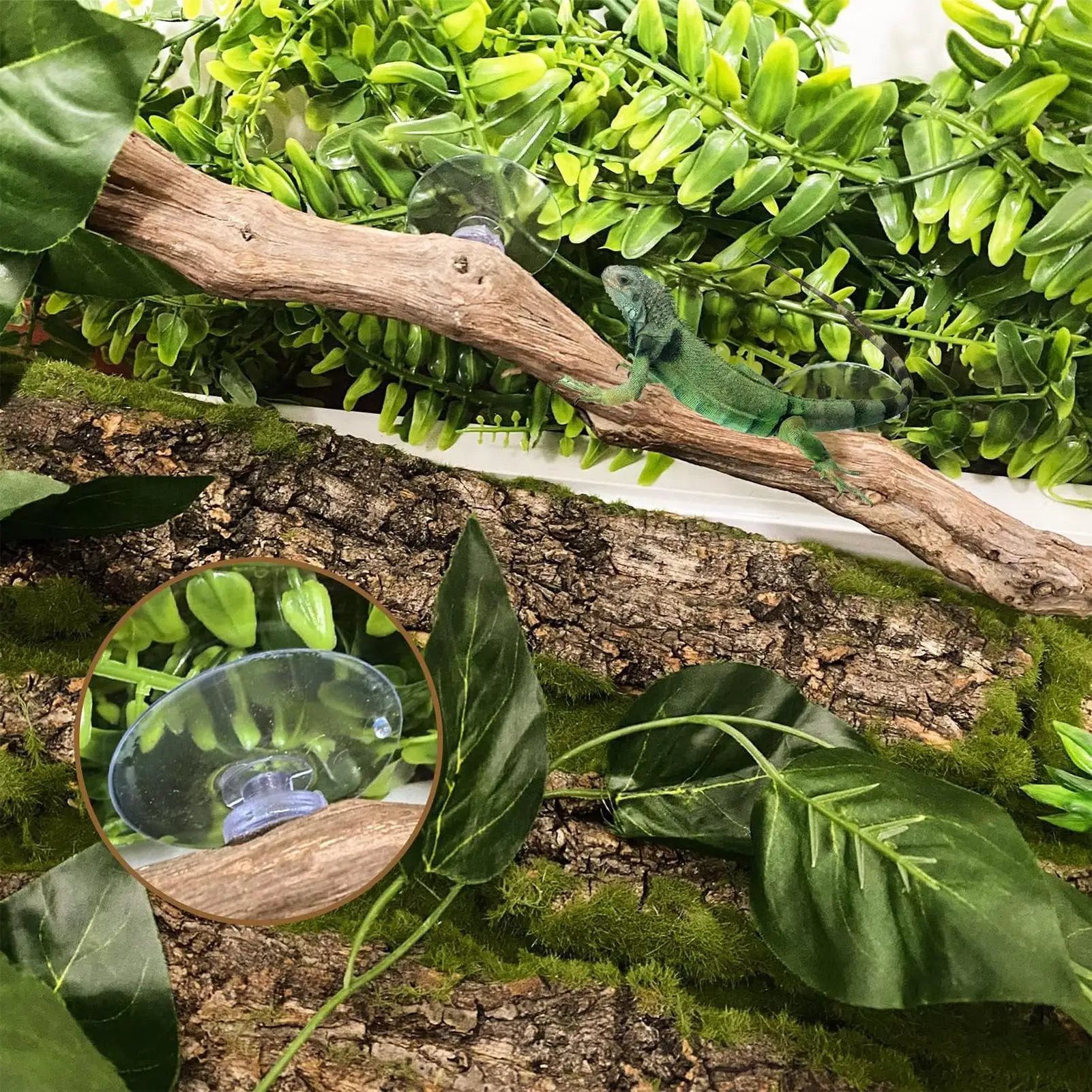 爬虫類用ユニークなビアデッドドラゴンの木製装飾品、木の幹の飾 - Home Decor Habitat のレビューと価格