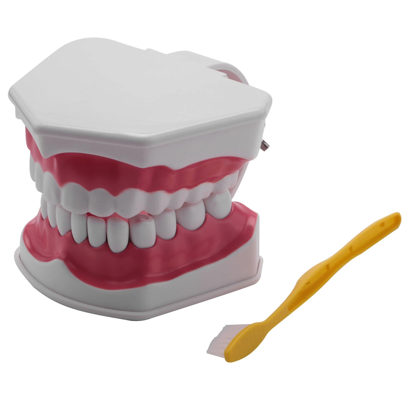 Dental Model Brushing Flossing Practice Teeth Typodonts Mode Gingiva Visible Anatomic Demonstration