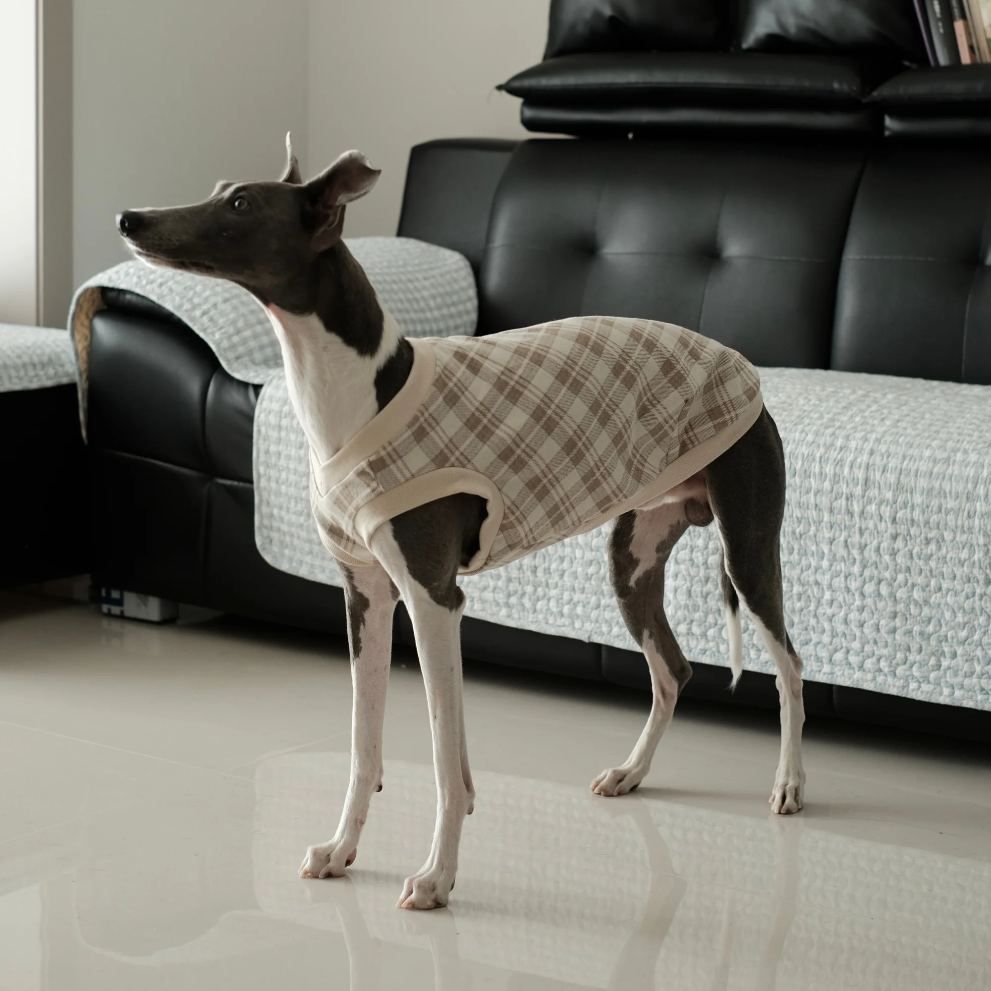 Warme winterkleding voor honden, bestaande uit twee delen: een katoenen shirt met een hoge kraag en een geruit gebreid vest. Geschikt voor windhonden, zoals de Whippet en de Italiaanse windhond.