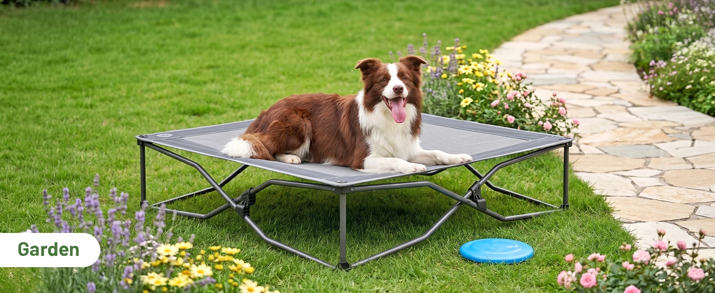 dog bed