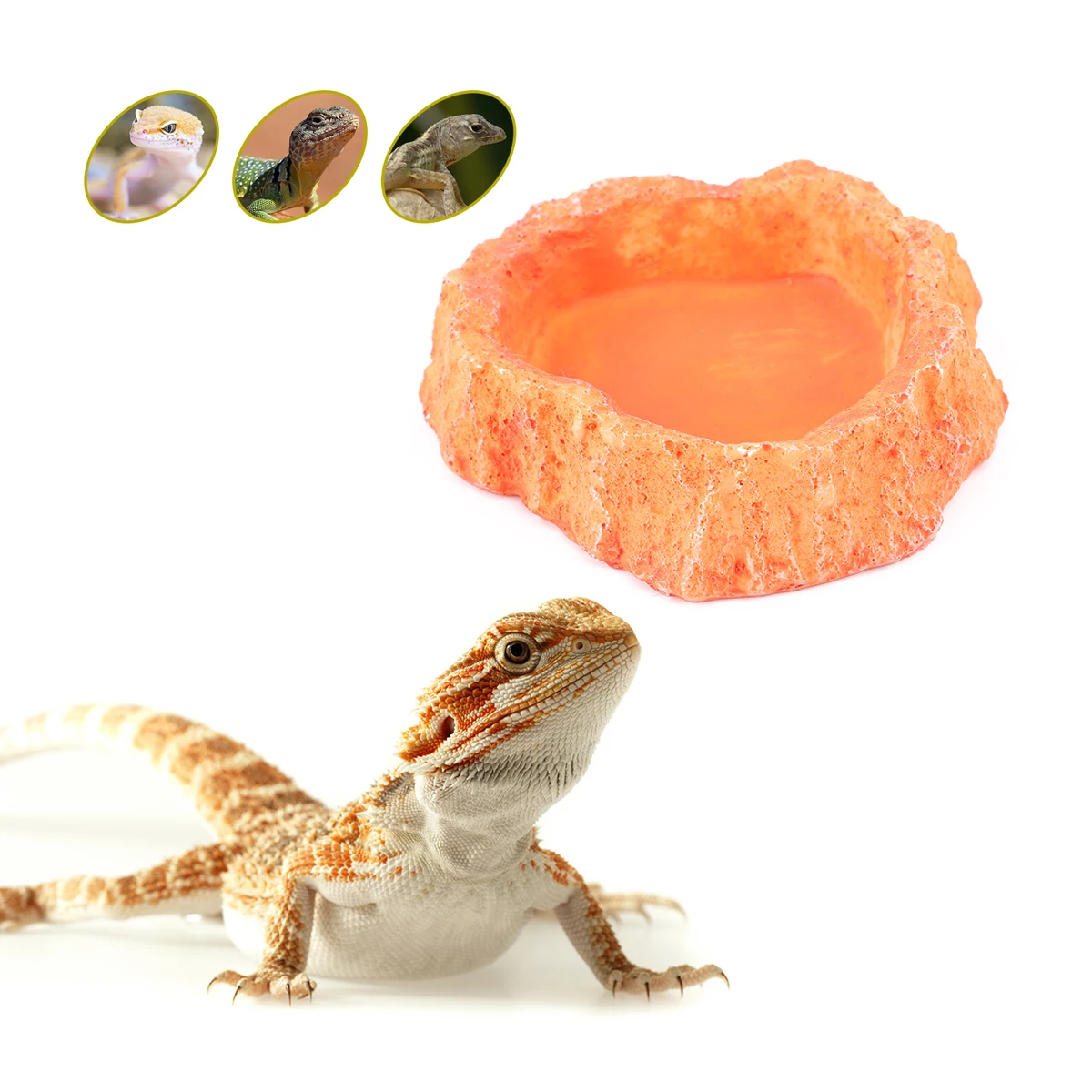 

Resin Reptile Feeder Food Bowl Lizard Accessories Terrarium Crawling Dish Anti Skid Thickened Smooth Surface Easy Cleaning