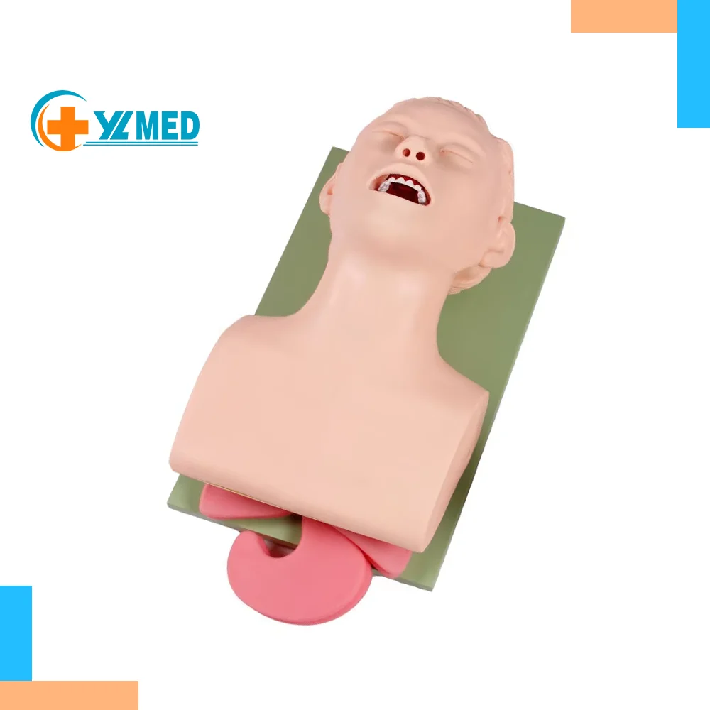

Factory Electronic Silicone Anatomical Model for Human Airway Intubation Training PVC Material with Electronic Alarm