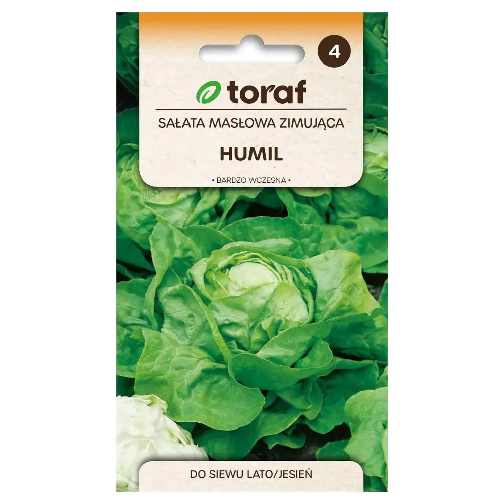 Semences de laitue Butter Lettuce Humil 1g, variété précoce, résistante aux gelées, broyée, récolte printanière, têtes vertes brillantes