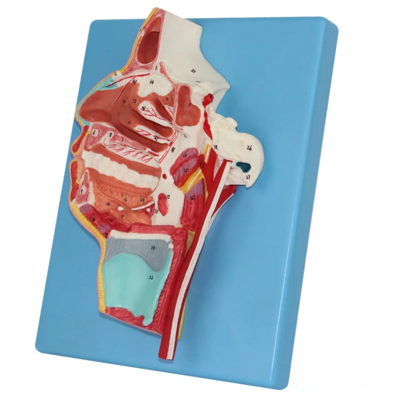 Anatomical model of blood vessels and nerves on the inside and side of the mouth/nose/pharynx/larynx, medical teaching tool