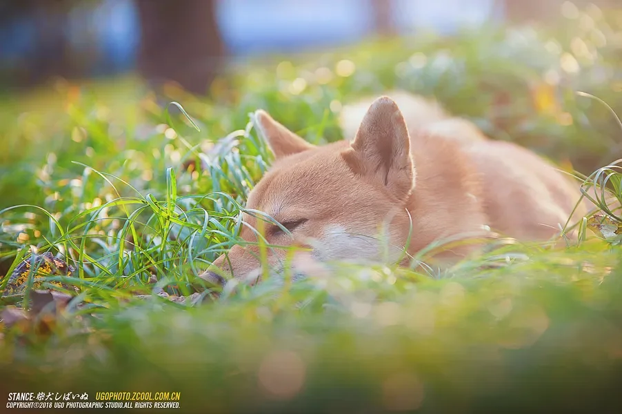 

Axisflying 5,8G антенна SMA внутренняя резьба с внутренним контактом одинарная двойная антенна FPV дрона для радиоуправляемого квадрокоптера DIY запасные части