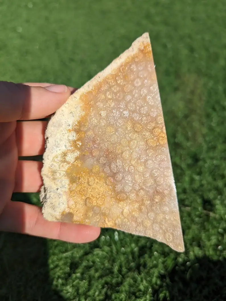Fossil Coral Slab, From Indonesia. FCS2 Shaped Fossilized Coral Slab for Cabbing or Decoration