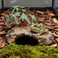 Reptile Plants For Terrarium Fake Realistic Greenery Bearded Dragon Artificial Leaves For Freshwater Desert Fish Turtle Betta