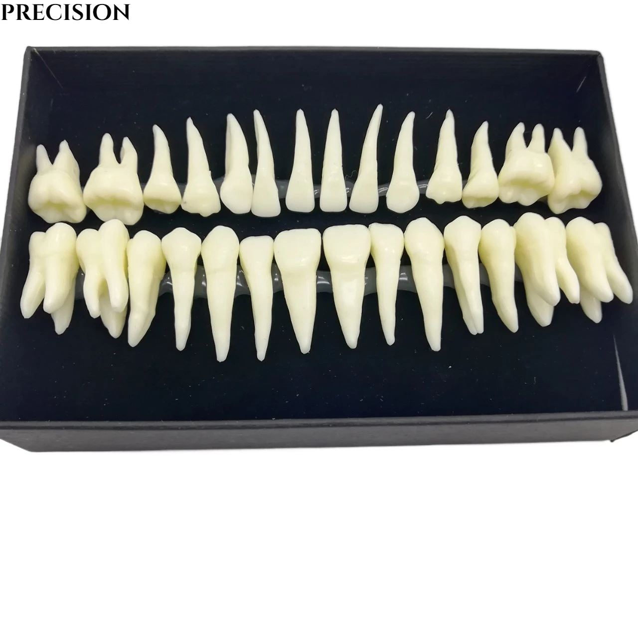 Adult Teeth Full Mouth Tooth Model Dental Oral Monochrome Permanent Tooth Model with Root Simulated Tooth Model