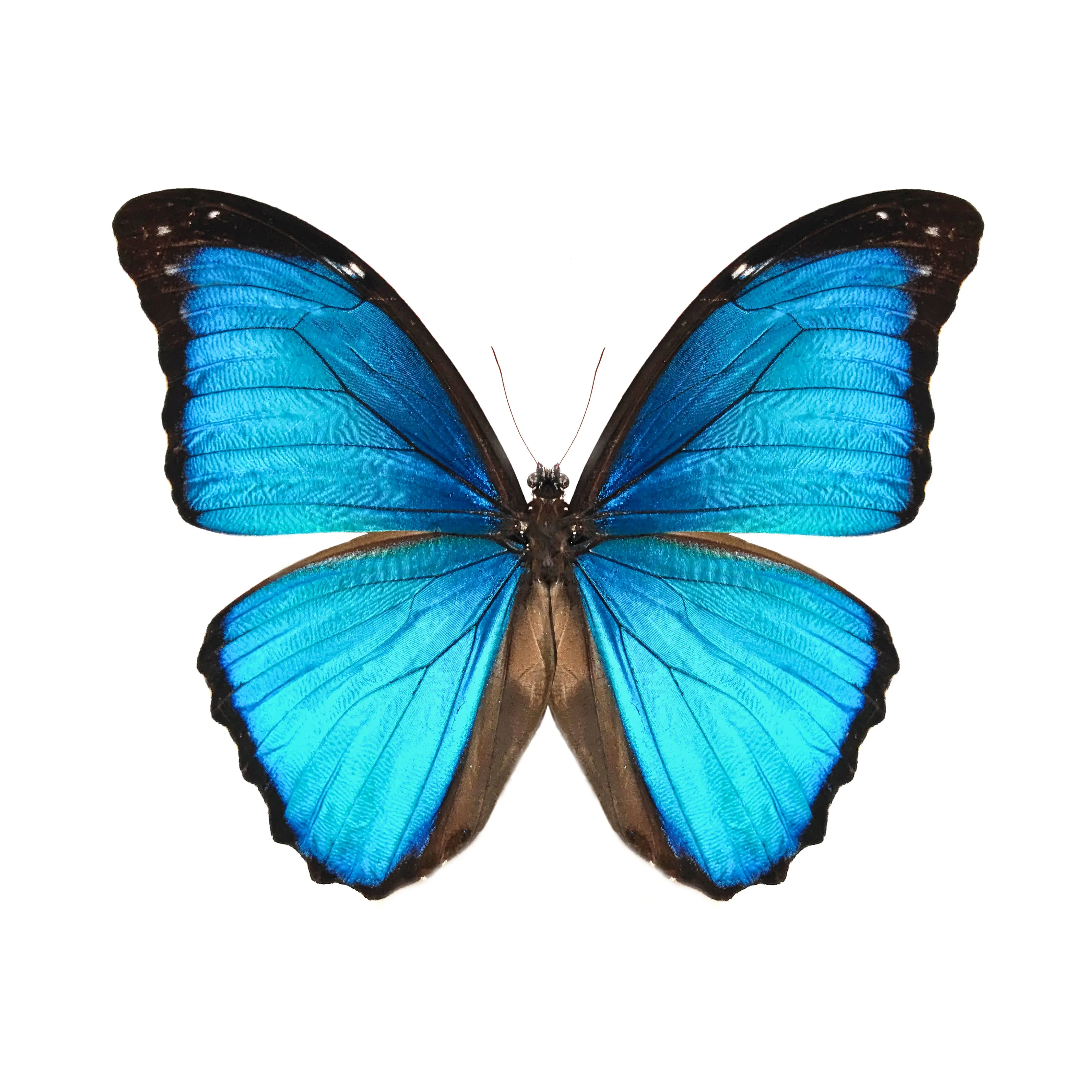 

Morpho Menelaus Occidentalis Moroho Didius Real Butterfly Specimens Without Open Wings Entomologist insect lover