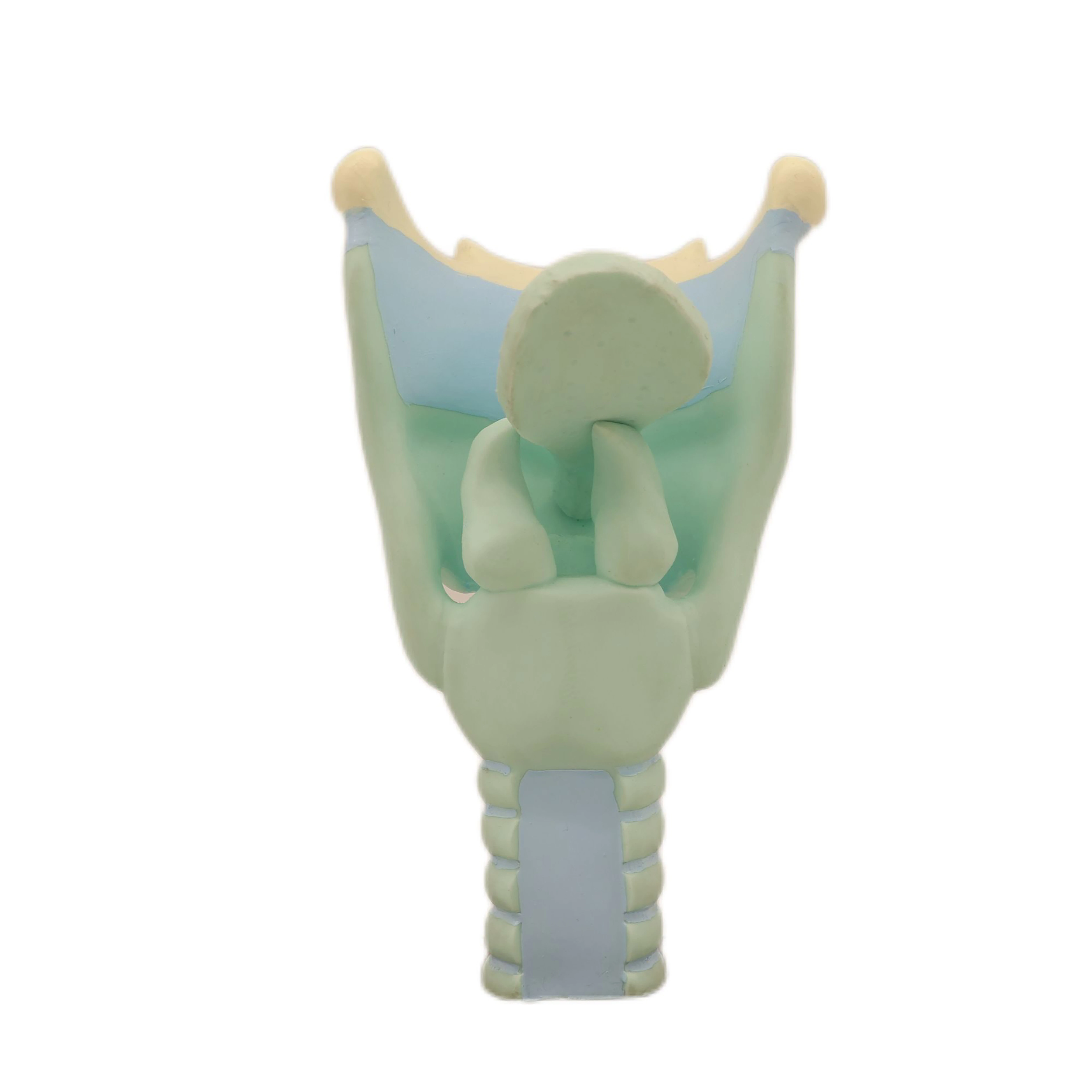 

Medical Educational Equipment PVC Expansion Model Of The Cartilages Of Larynx