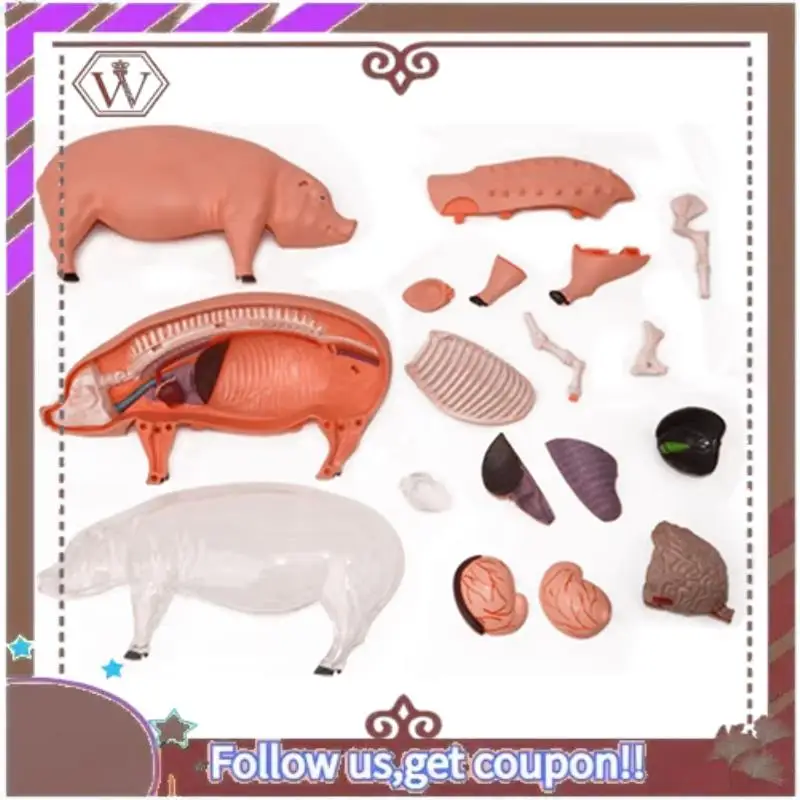 

ABBG-4D Vision Pig Organ Anatomy Model Animal Puzzle For Kids And Students Veterinary Teaching Model